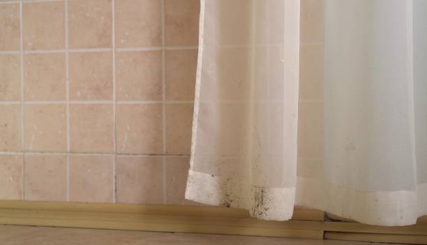 Reliable Advance, NC Mold Removal Solutions
