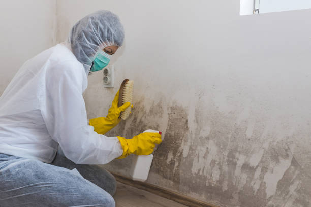 Best Mold Odor Removal Services  in Advae, NC