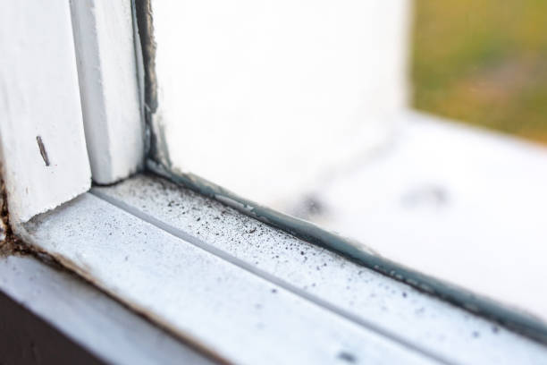 Best Attic Mold Removal  in Advae, NC