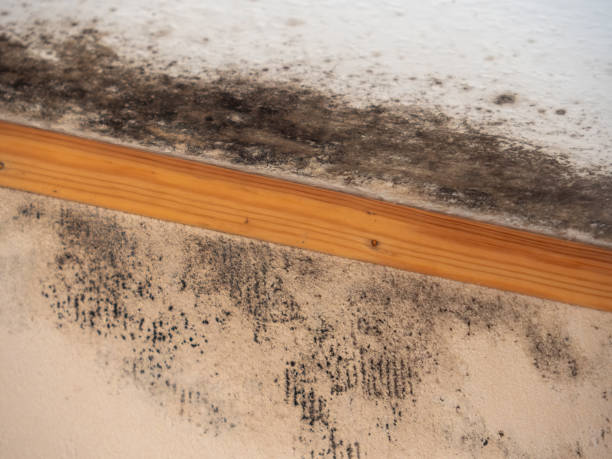Best Emergency Mold Remediation  in Advae, NC