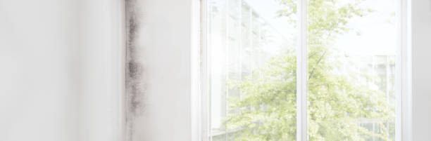 Best Real Estate Mold Inspection  in Advae, NC