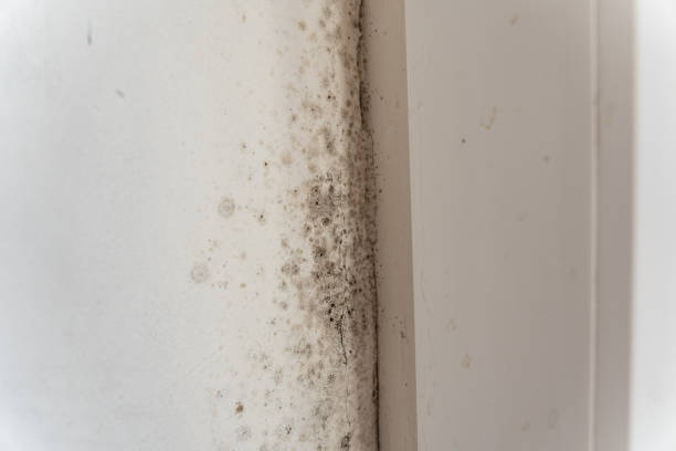 Best Mold Documentation for Insurance Claims  in Advae, NC