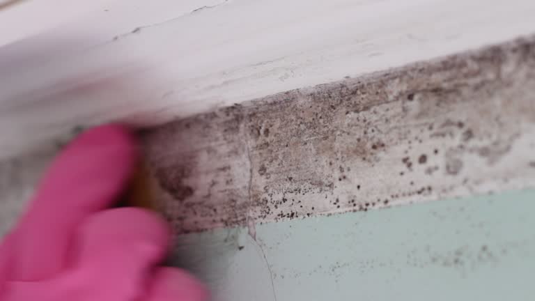 Best Asbestos and Lead Testing During Mold Inspection  in Advae, NC
